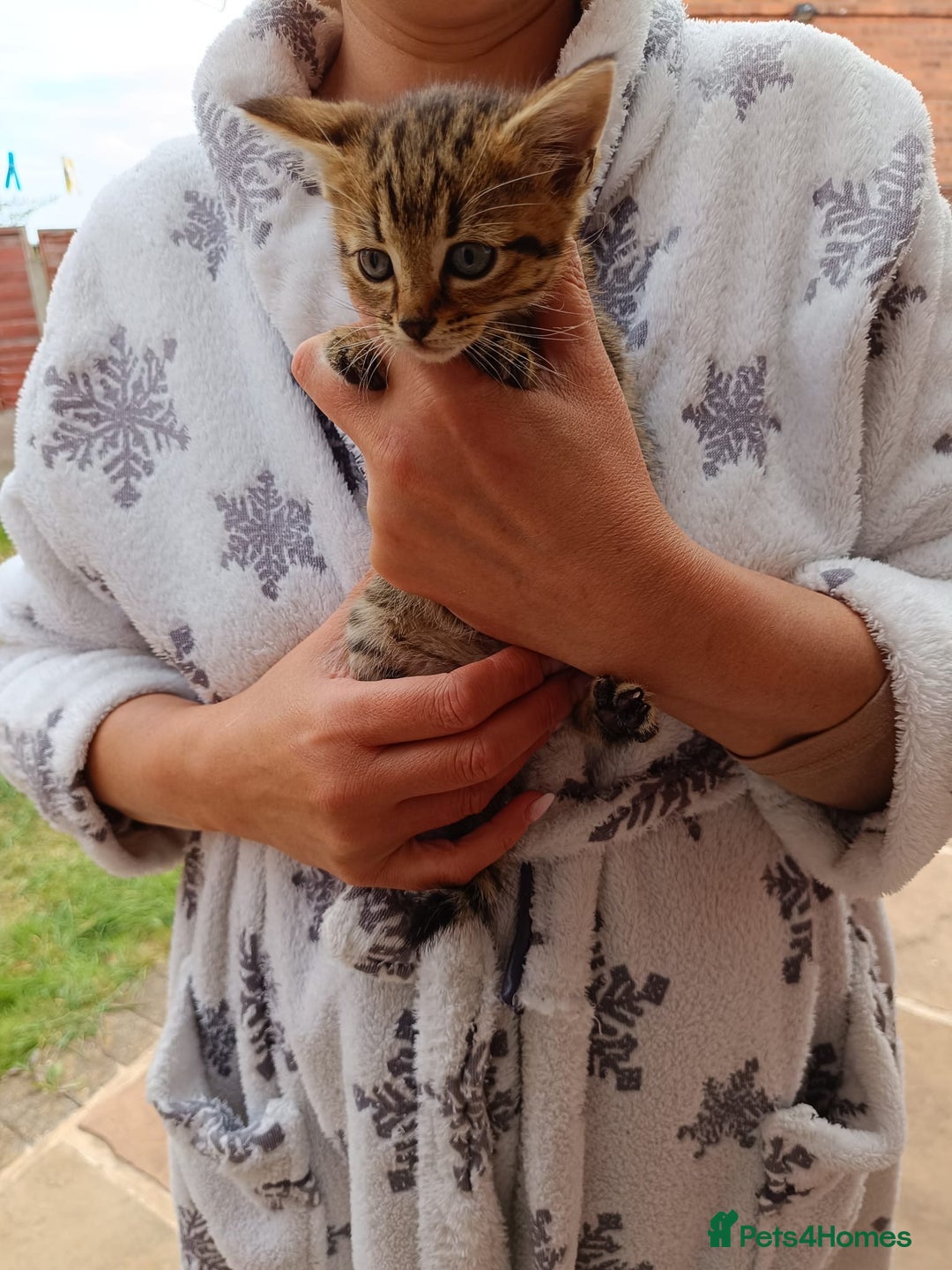 Mixed Breed cats for sale: Adorable kitties ready to go.  - Image 23