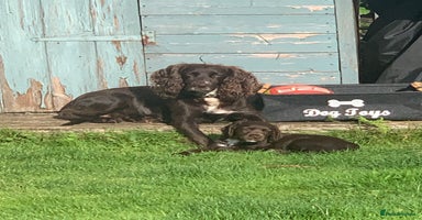 Cocker Spaniel dogs - Advert 11