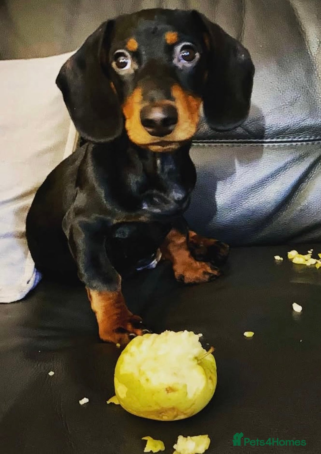 Mixed Breed dogs for sale: Doxiepoo Puppies For Sale  - Image 14