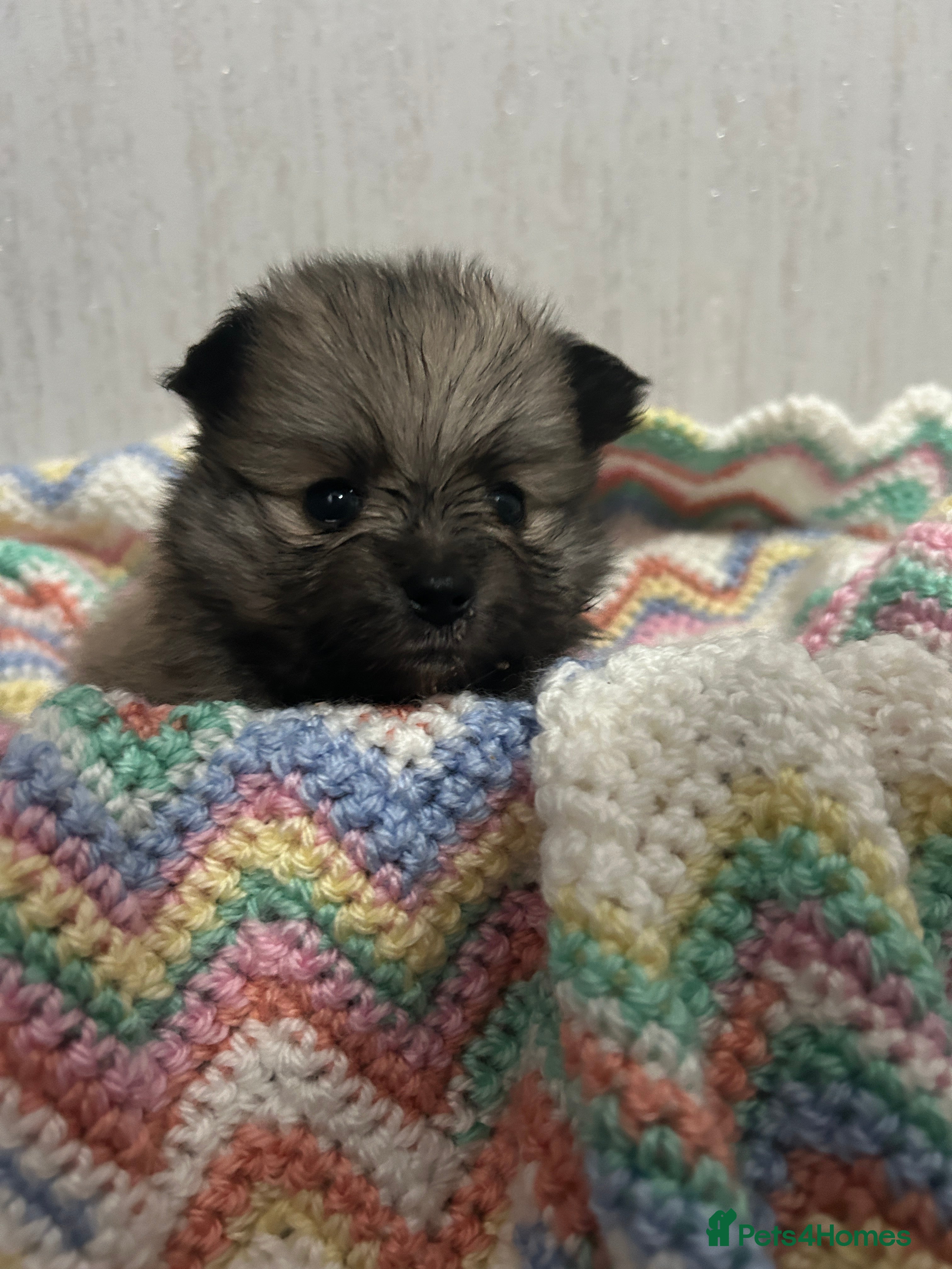 Pomeranian dogs Kc rainbow 🌈 Pomeranians  - Advert 4