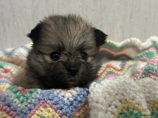 Pomeranian dogs Kc rainbow 🌈 Pomeranians - Advert 4