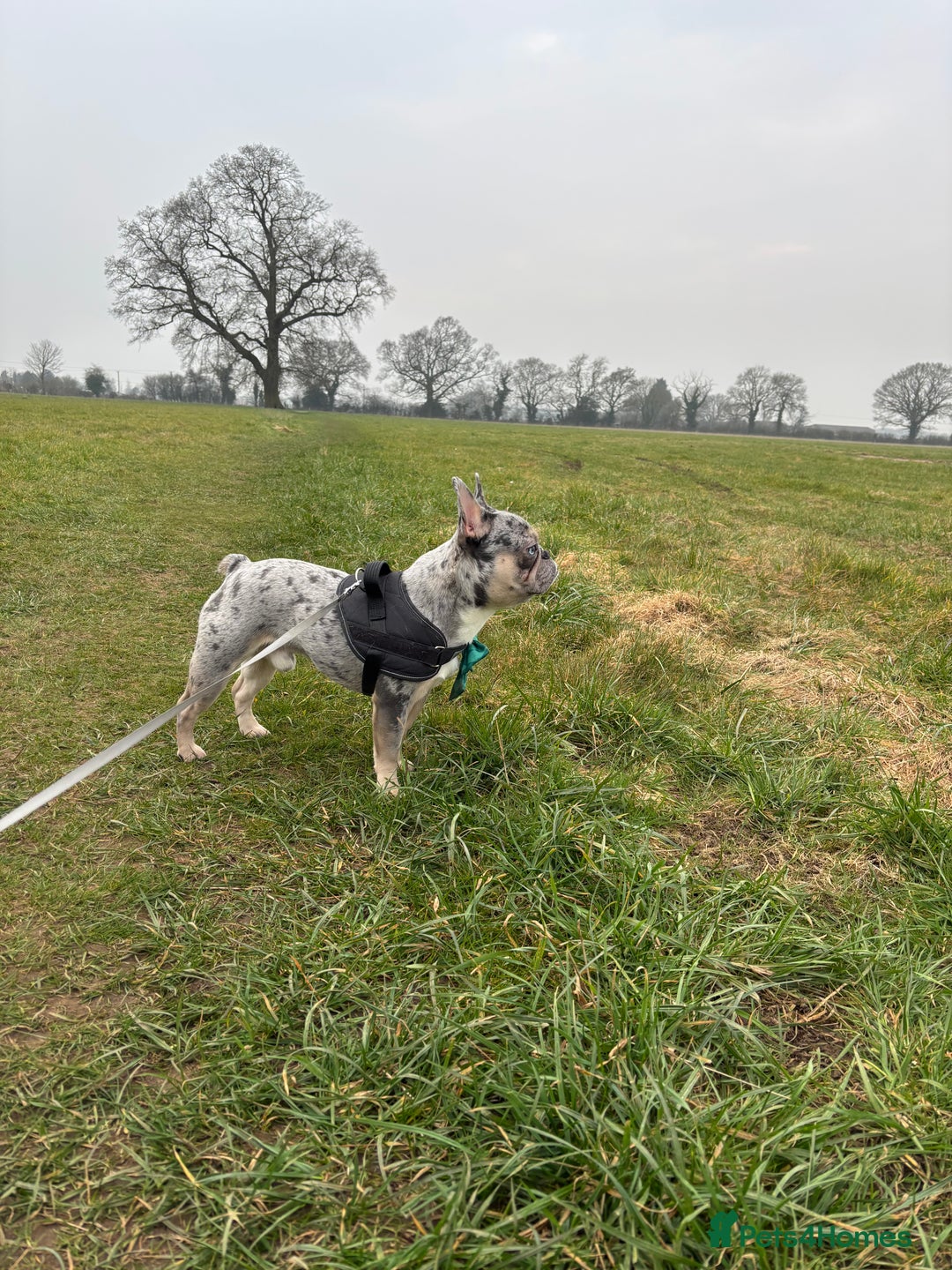 French Bulldog dogs for stud: Blue merle French bulldog for stud - Image 4