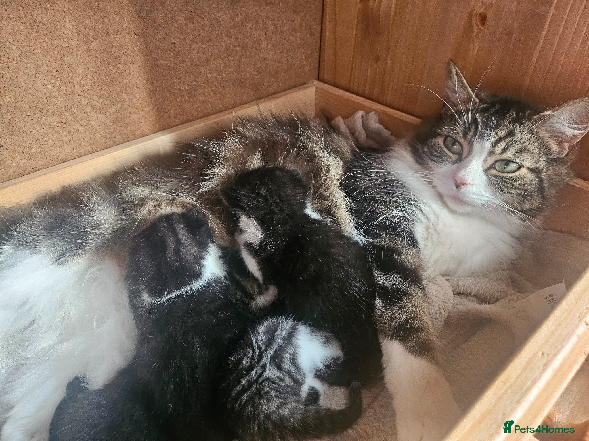 Mixed Breed cats 4 male kittens - Advert 4