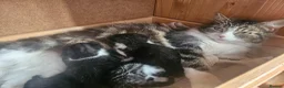 Mixed Breed cats for sale: 4 male kittens - Advert 1
