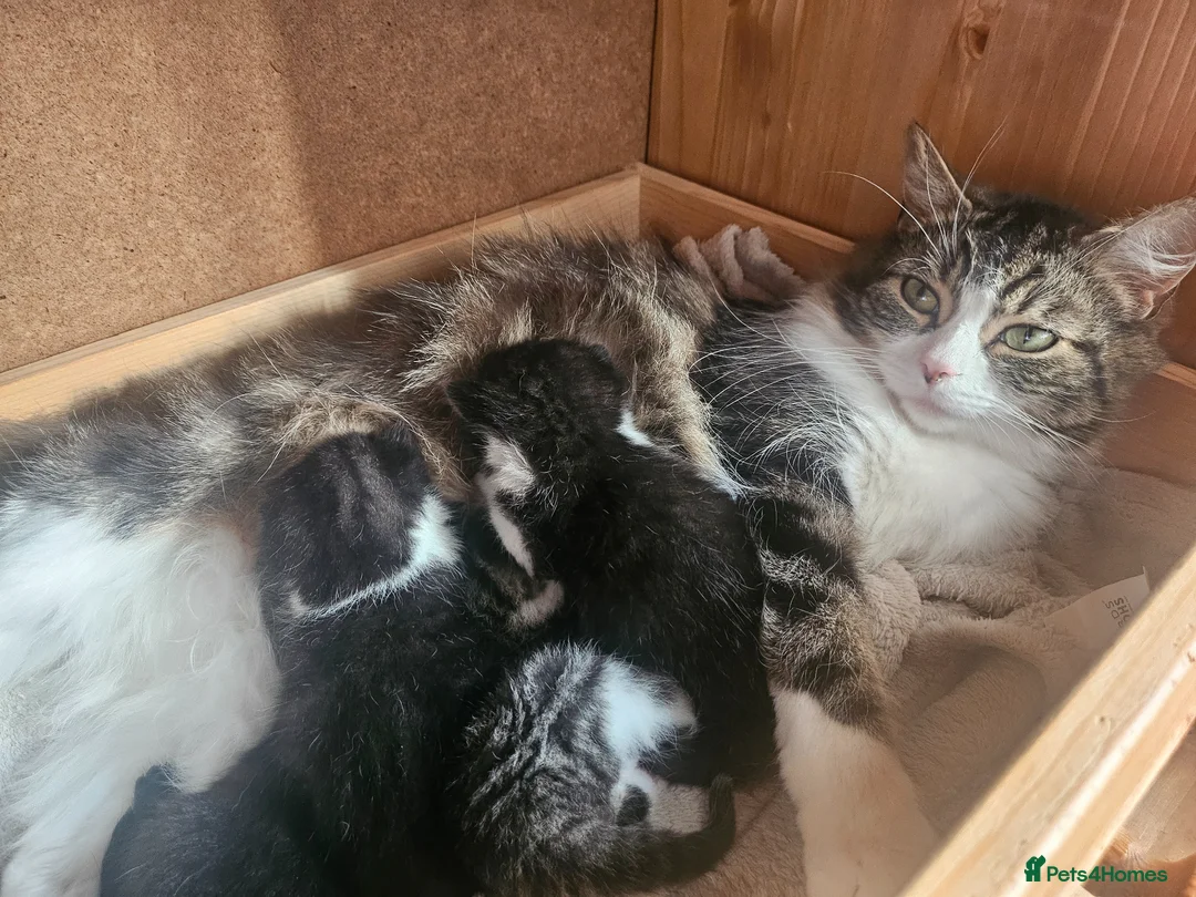 Mixed Breed cats for sale: 4 male kittens - Advert 1