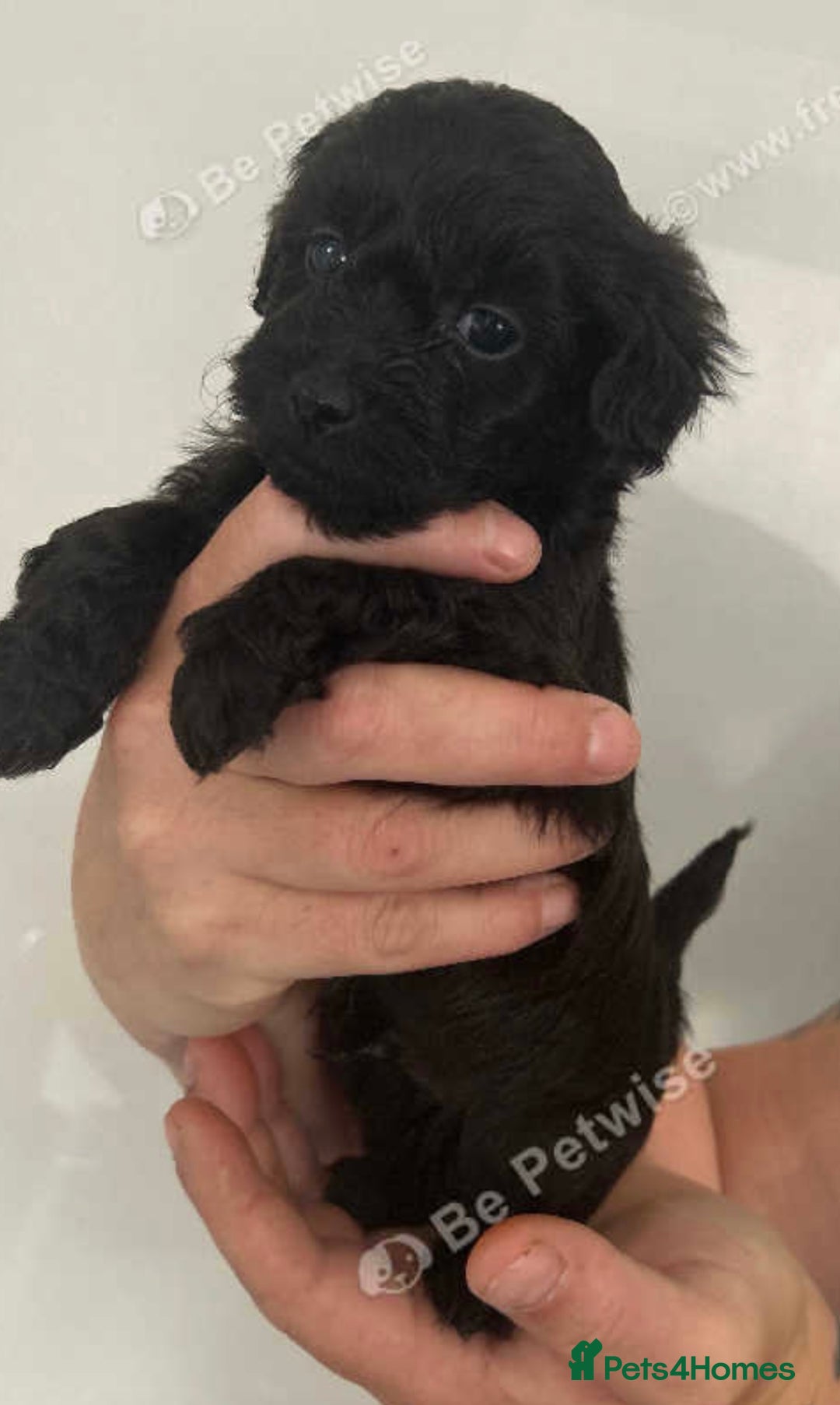 Maltipoo dogs for sale: F1 maltipoos  - Image 3