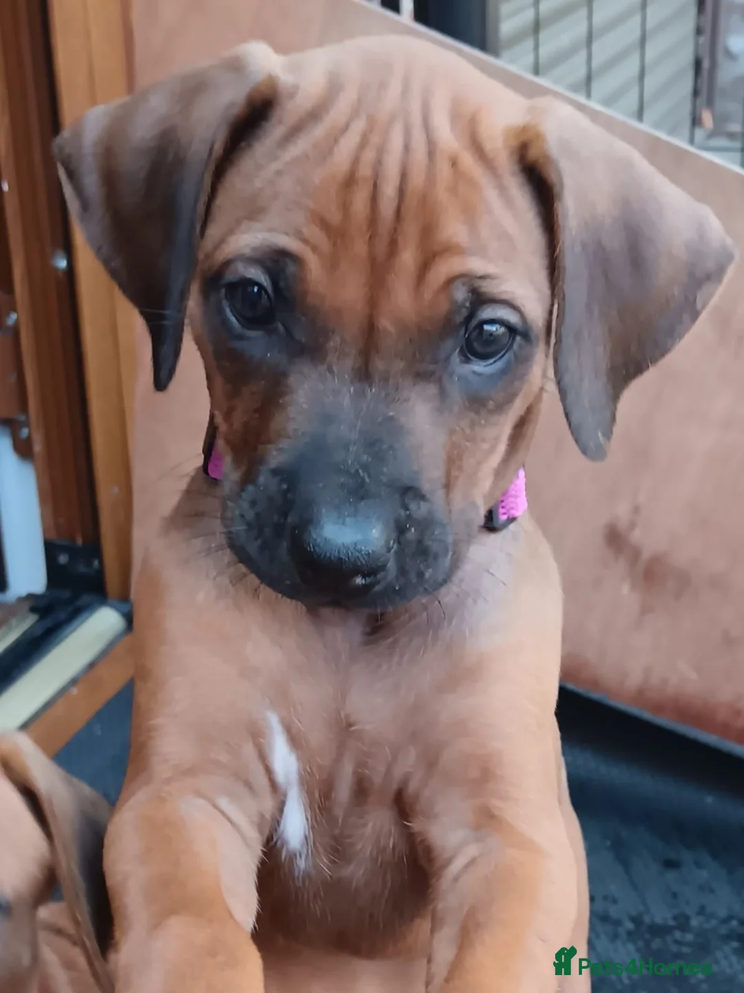 Rhodesian Ridgeback dogs for sale: Pedigree Rhodesian Ridgeback puppies.  - Advert 2