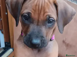 Rhodesian Ridgeback dogs Pedigree Rhodesian Ridgeback puppies. - Advert 11