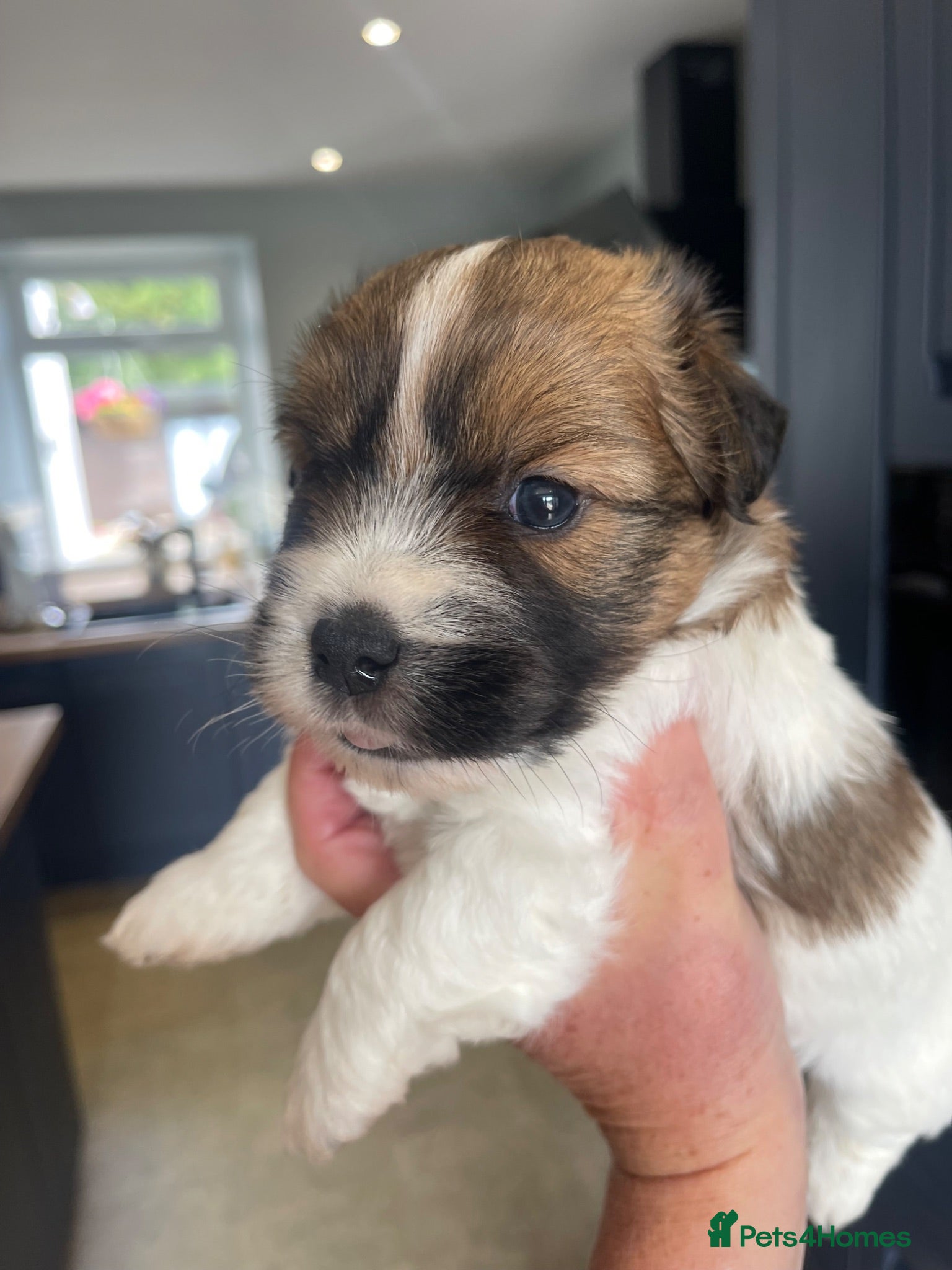 Jack Russell dogs Jack Russell rough coated for sale  - Advert 1