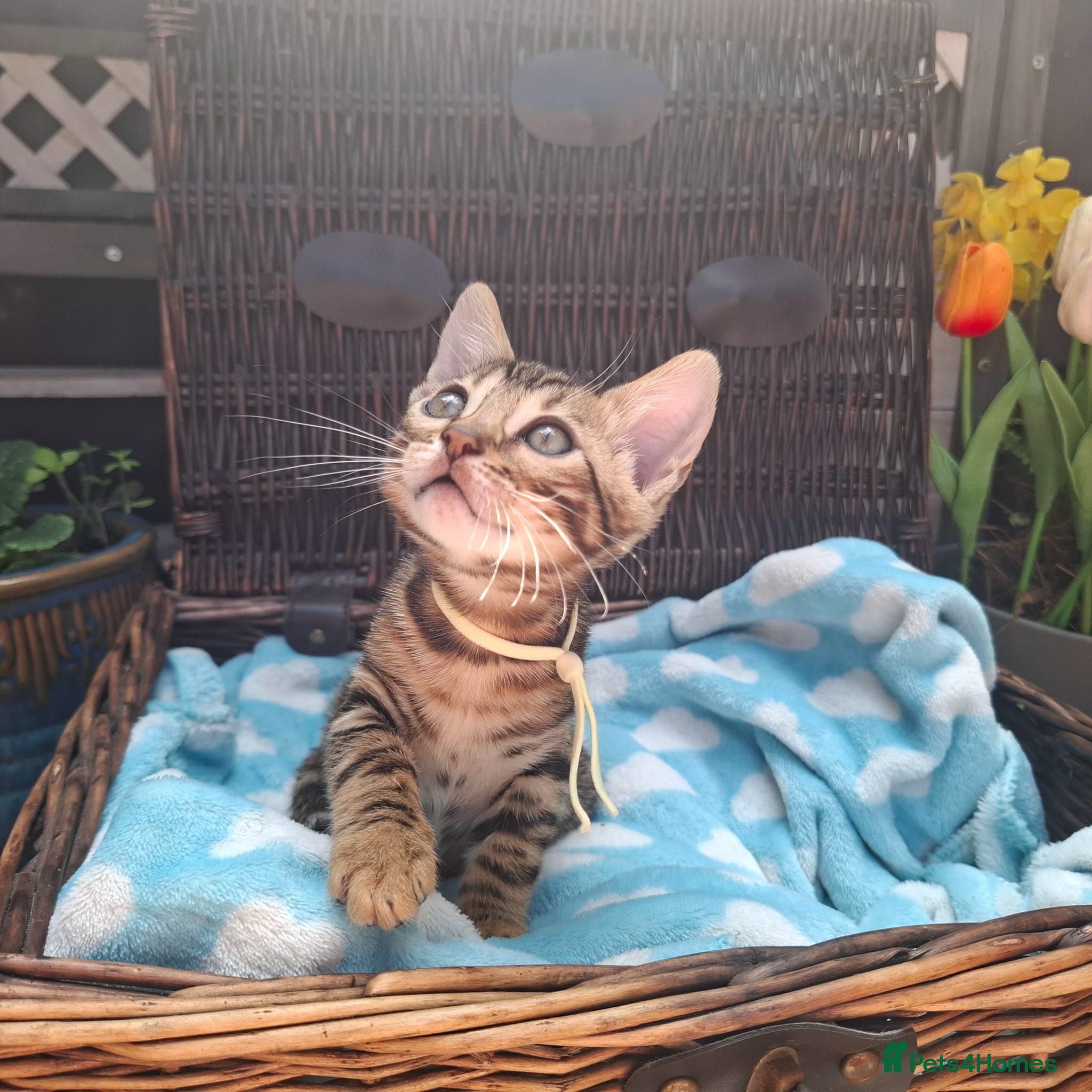 Bengal cats Stunning Bengal Kittens  - Advert 1