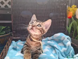 Bengal cats Stunning Bengal Kittens - Advert 3