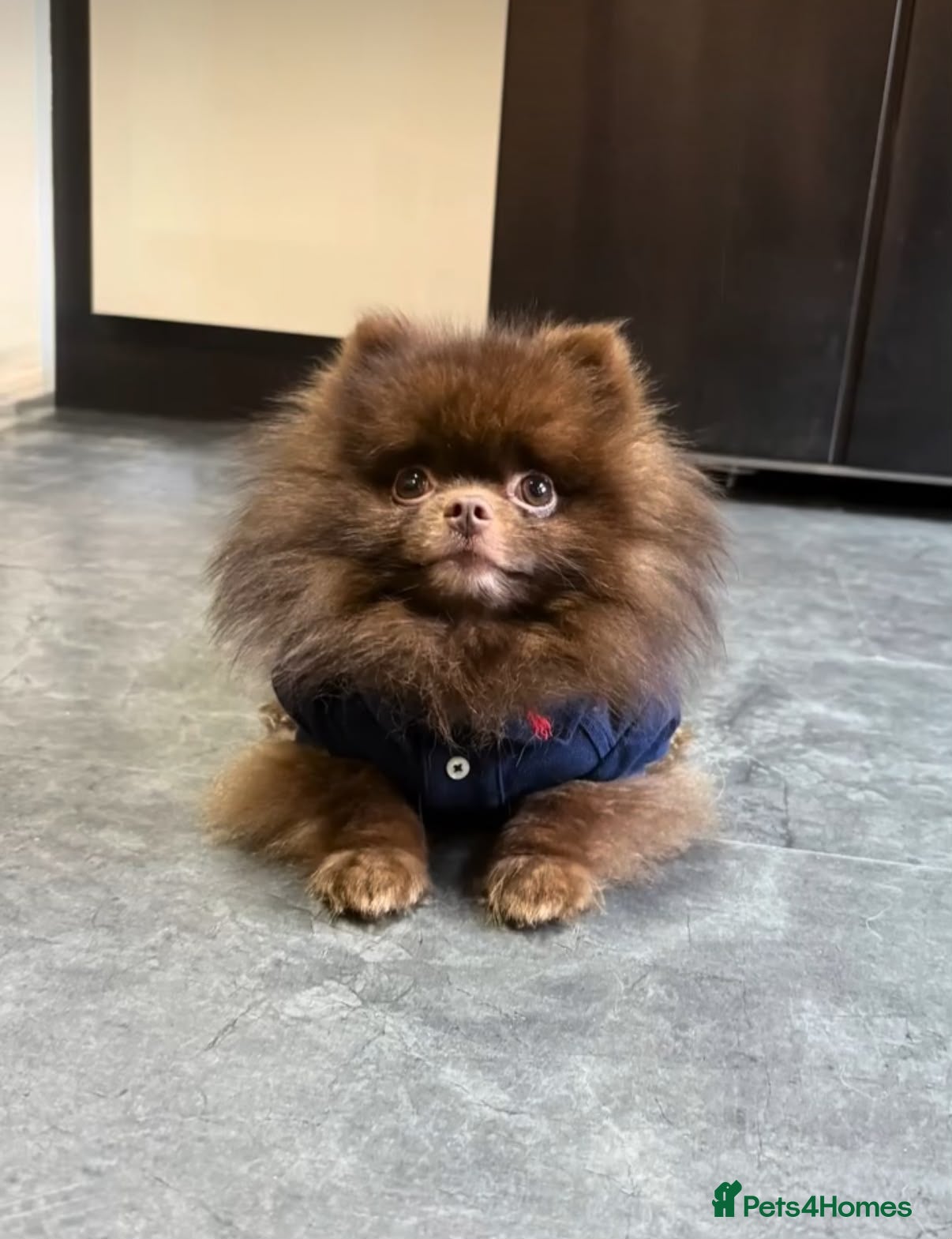 Pomeranian dogs Outstanding Russian boy  - Advert 1