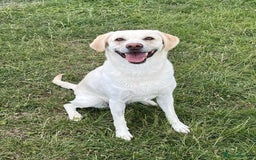Labrador Retriever dogs for sale: Stunning KC Reg Yellow Labrador Puppies - Image 1