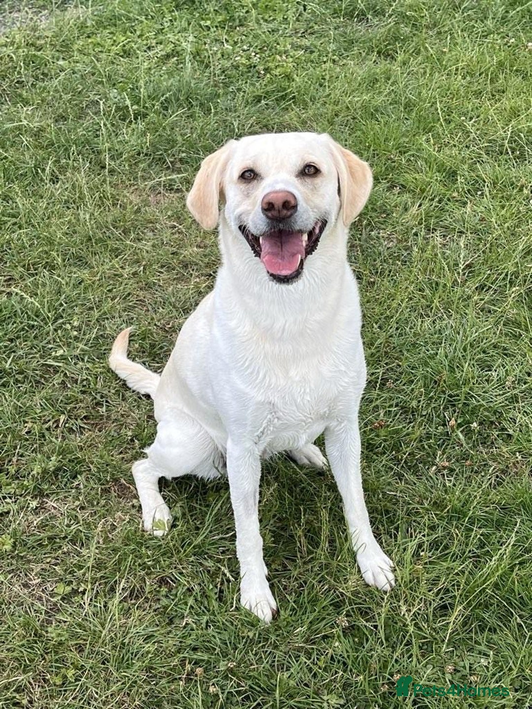 Labrador Retriever dogs for sale: Stunning KC Reg Yellow Labrador Puppies - Image 1