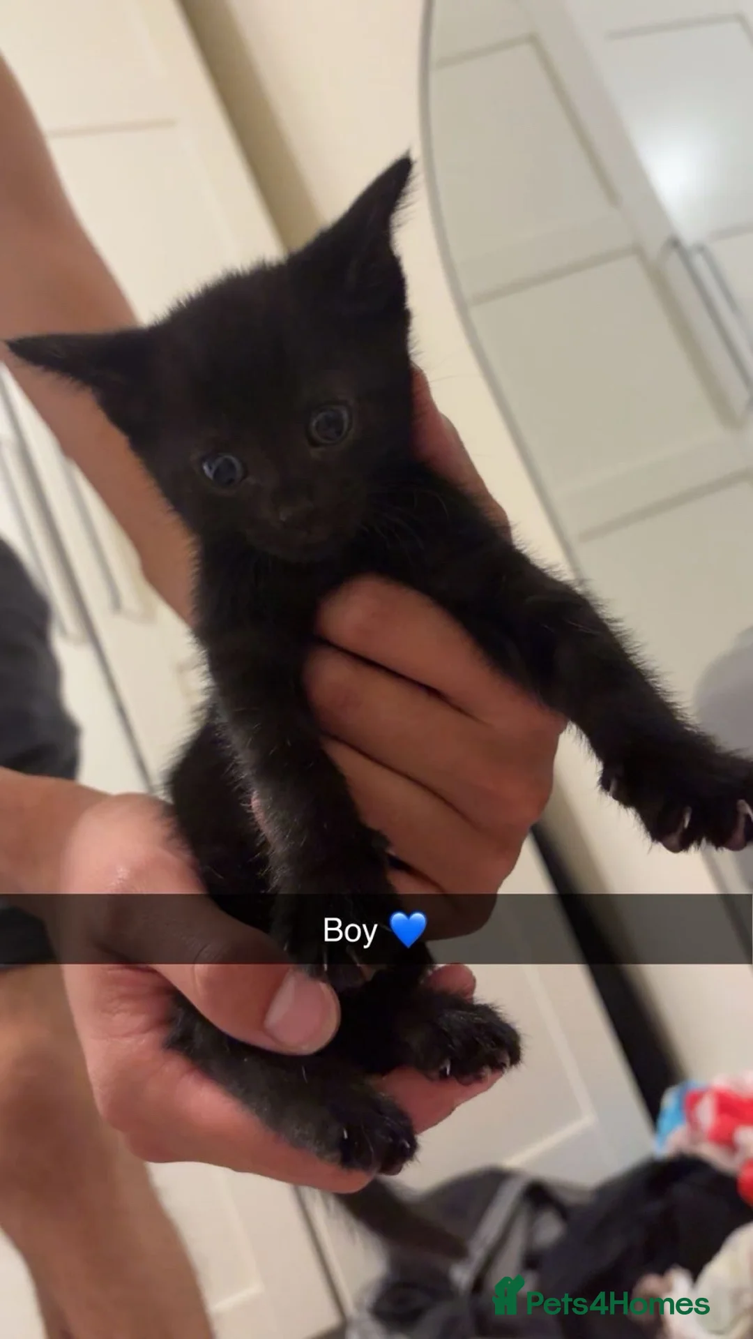 Mixed Breed cats for sale: Kittens  - Advert 2