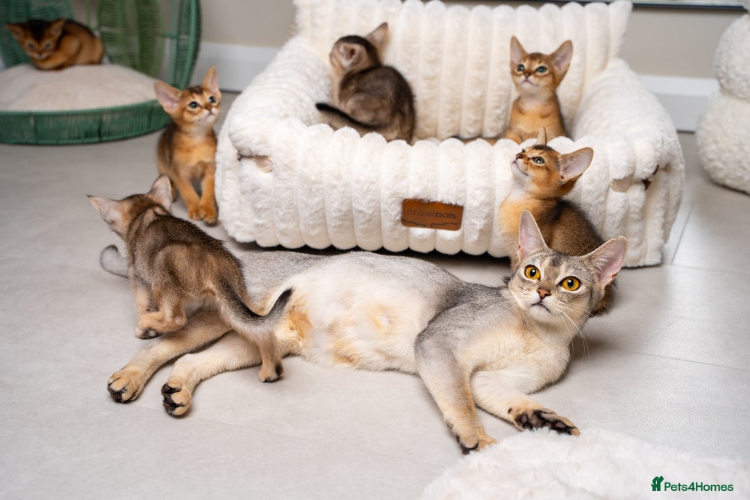 Abyssinian cats for sale: 6 Amazing Abyssinians, Extra Lovlely Personality - Advert 30