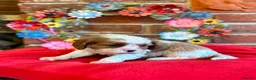 Cavalier King Charles Spaniel dogs for sale: KC. C.K.C.S from Champion Show Lines - Advert 16
