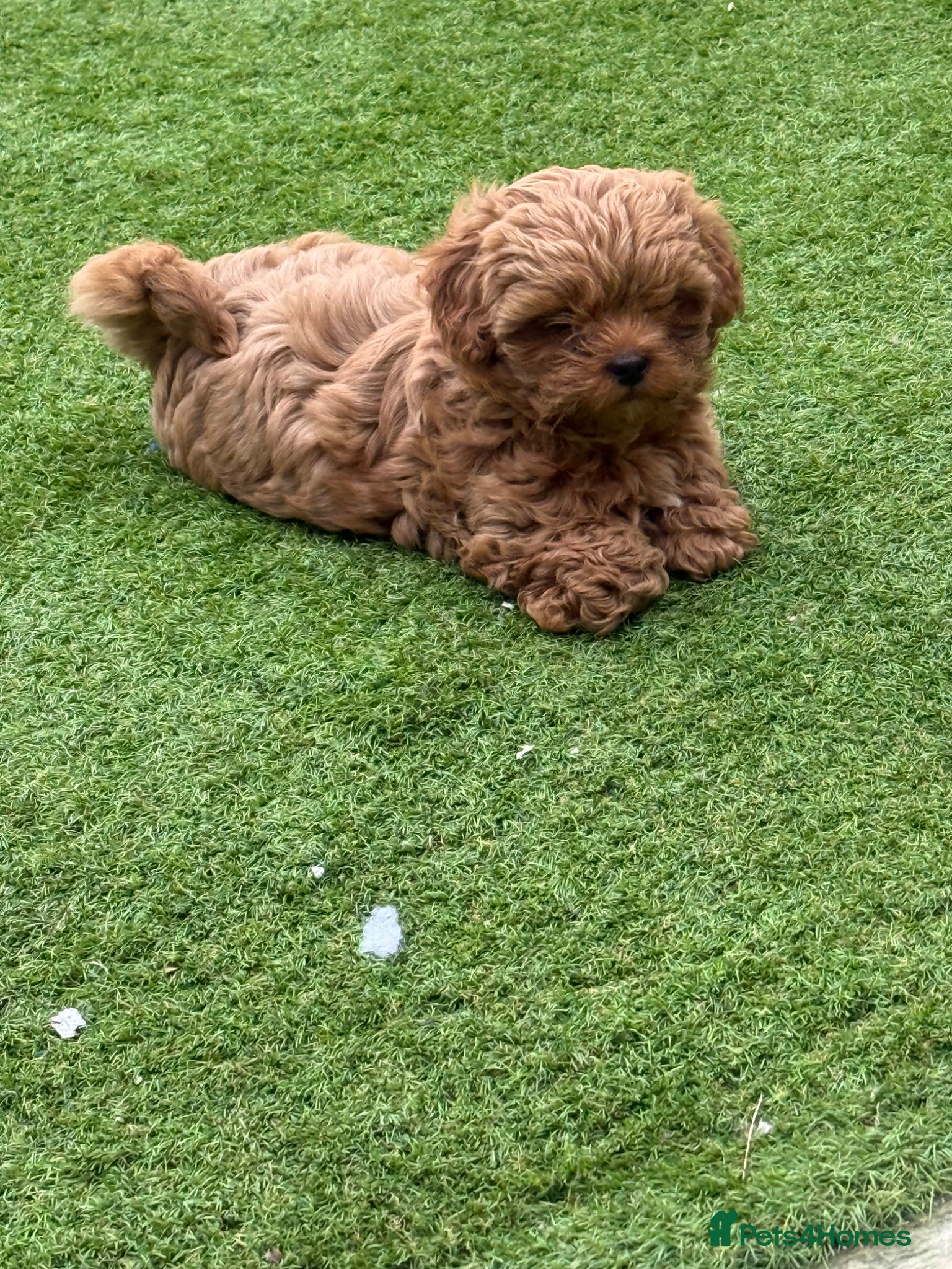 Shihpoo dogs Shihpoo’s for sale x3  - Advert 11
