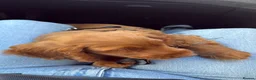Cockapoo dogs for sale: Reggie  in Cwmbran - Advert 5