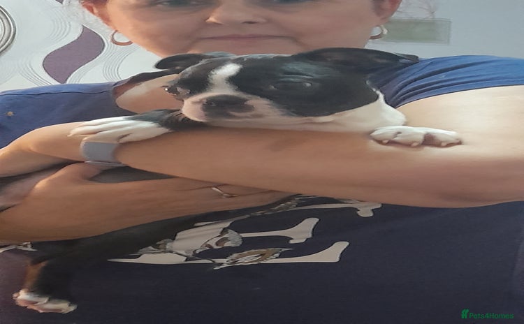 Boston Terrier dogs - Advert 3
