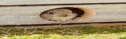Netherland Dwarf rabbits for sale: **FREE RANGE** Netherland dwarf bunnies  - Advert 1