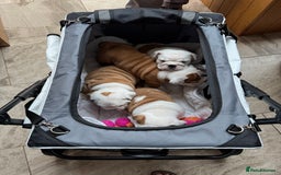 English Bulldog dogs for sale: Quality Ruakuri British standard bulldog - Image 15