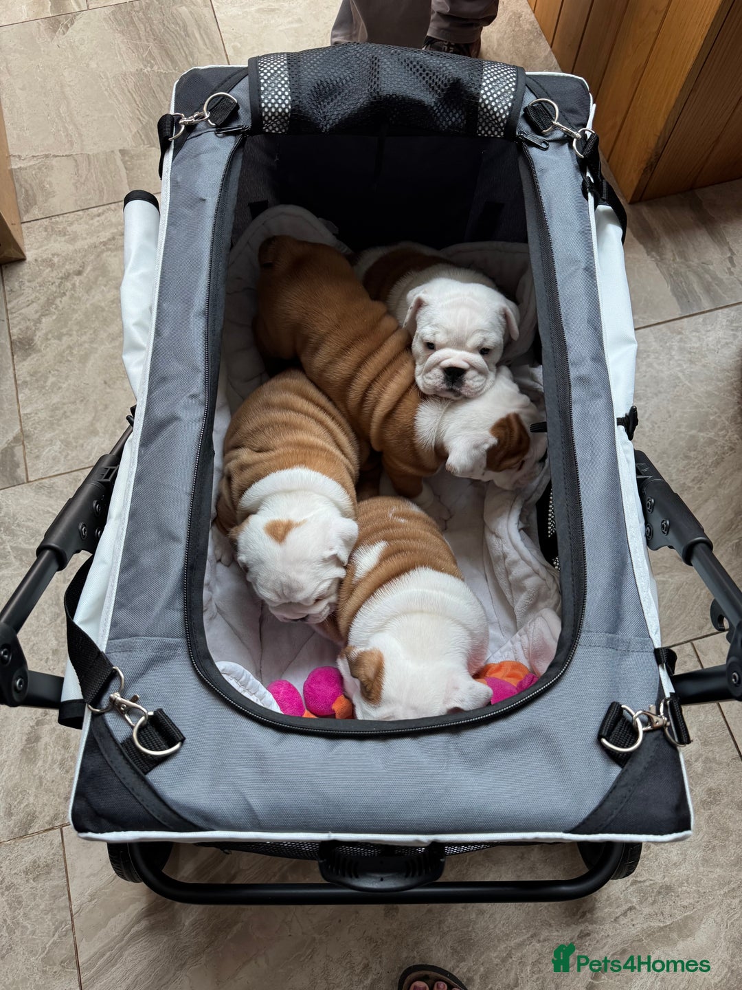 English Bulldog dogs for sale: Quality Ruakuri British standard bulldog - Image 15