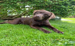Labrador Retriever dogs for stud: Health Tested KC Registered Chocolate Labrador  in Wisbech - Image 17