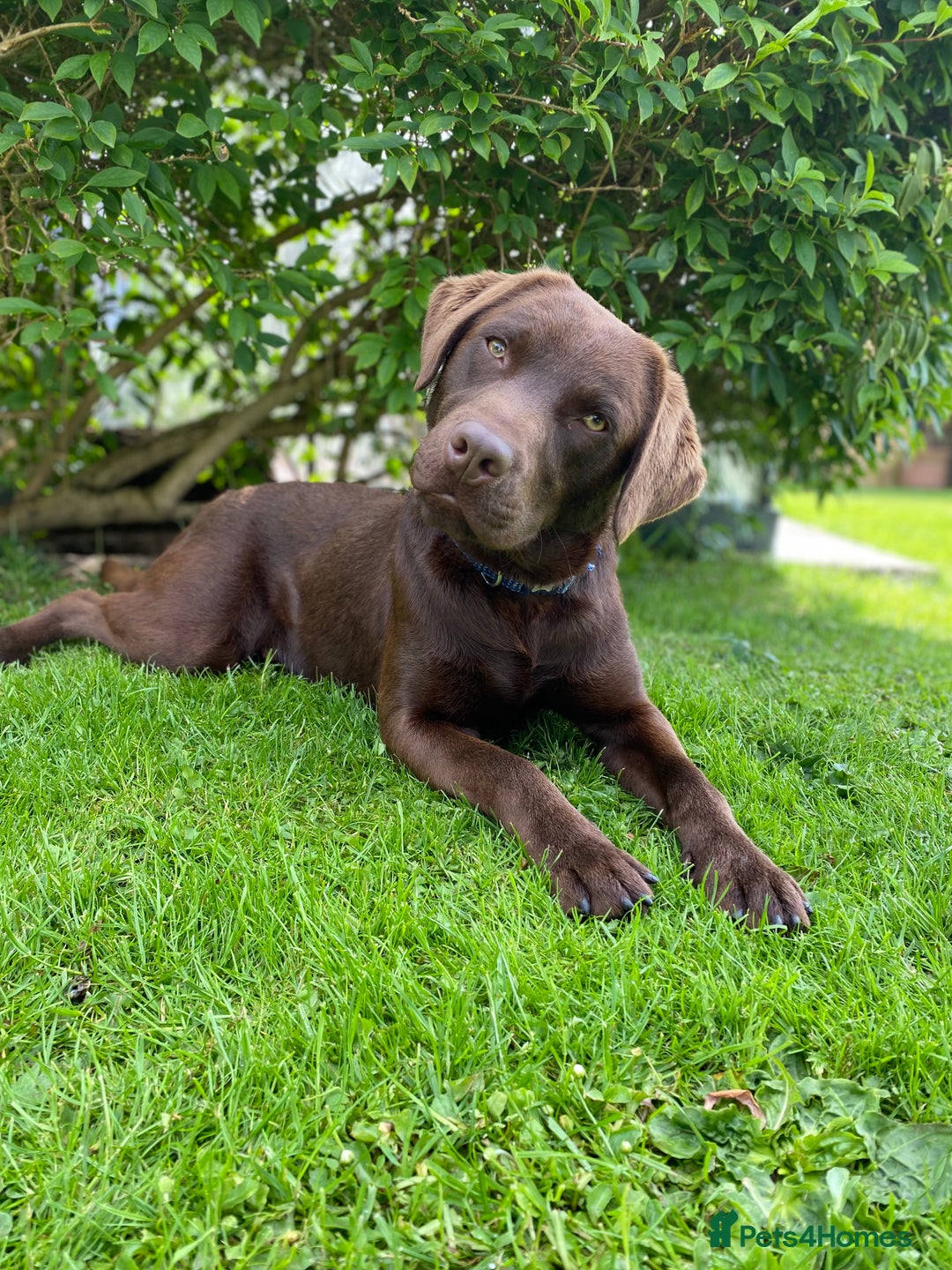 Labrador Retriever dogs for stud: Health Tested KC Registered Chocolate Labrador  in Wisbech - Image 17