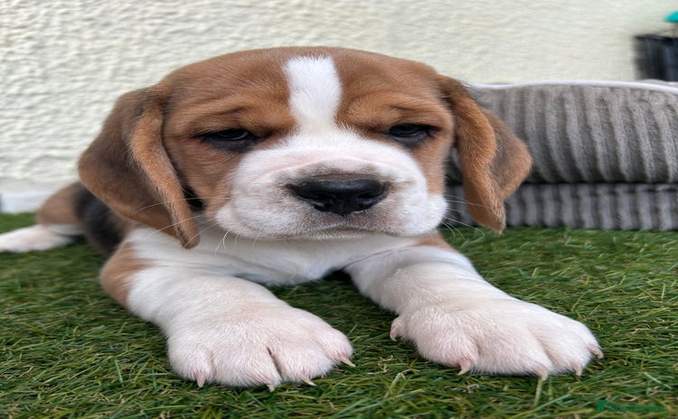 Beagle dogs - Advert 15