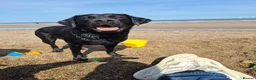 Labrador Retriever dogs for sale: Labrador black puppies  - Advert 1