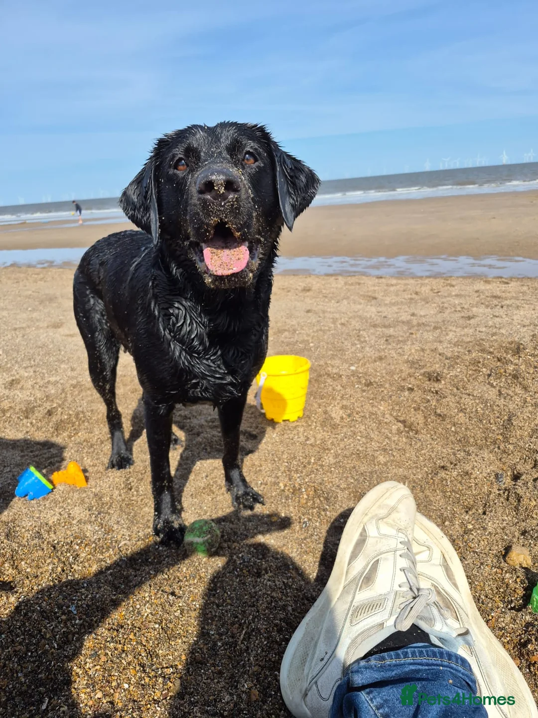 Labrador Retriever dogs for sale: Labrador black puppies  - Advert 1