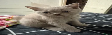 British Shorthair 2