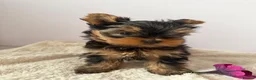 Yorkshire Terrier dogs for sale: Yorkshire terrier  - Advert 4