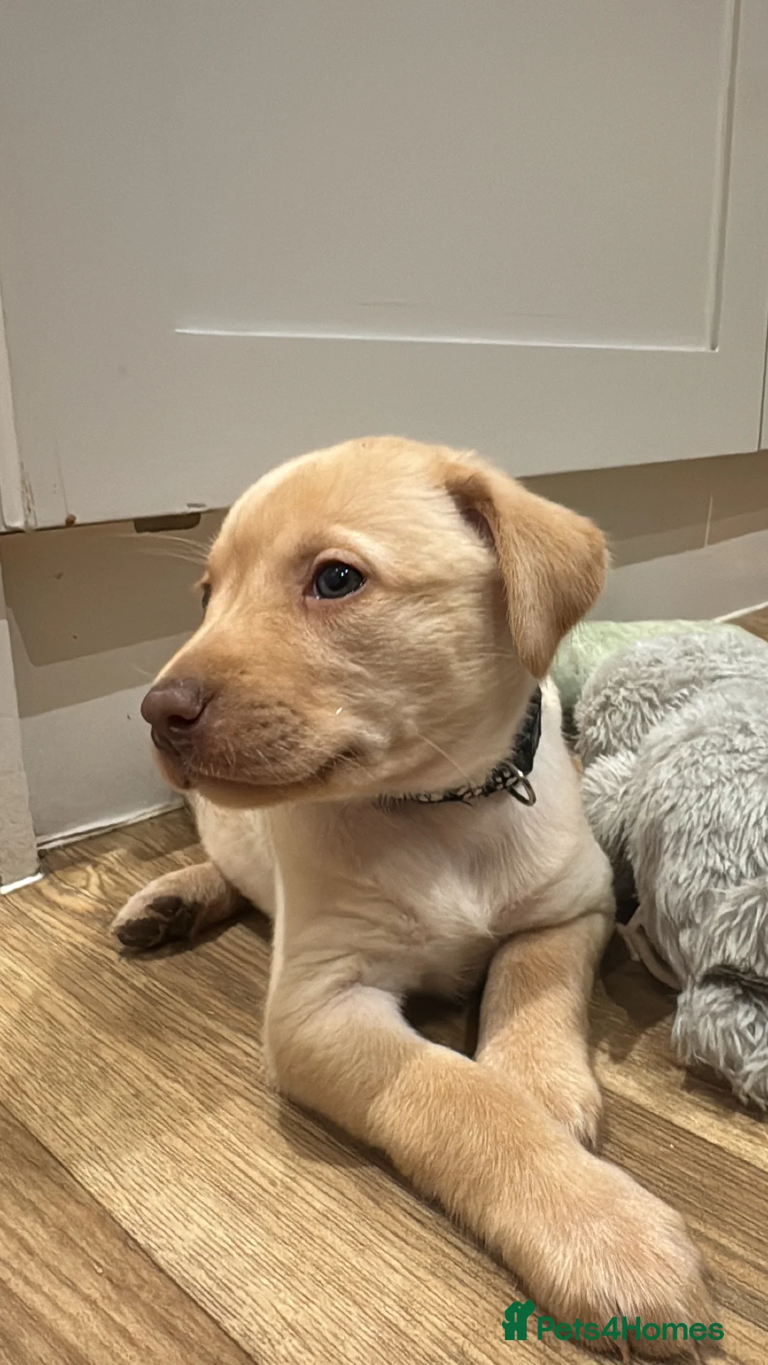 Labrador Retriever dogs for sale: Beautiful Chocolate and Yellow working Labradors  - Advert 10