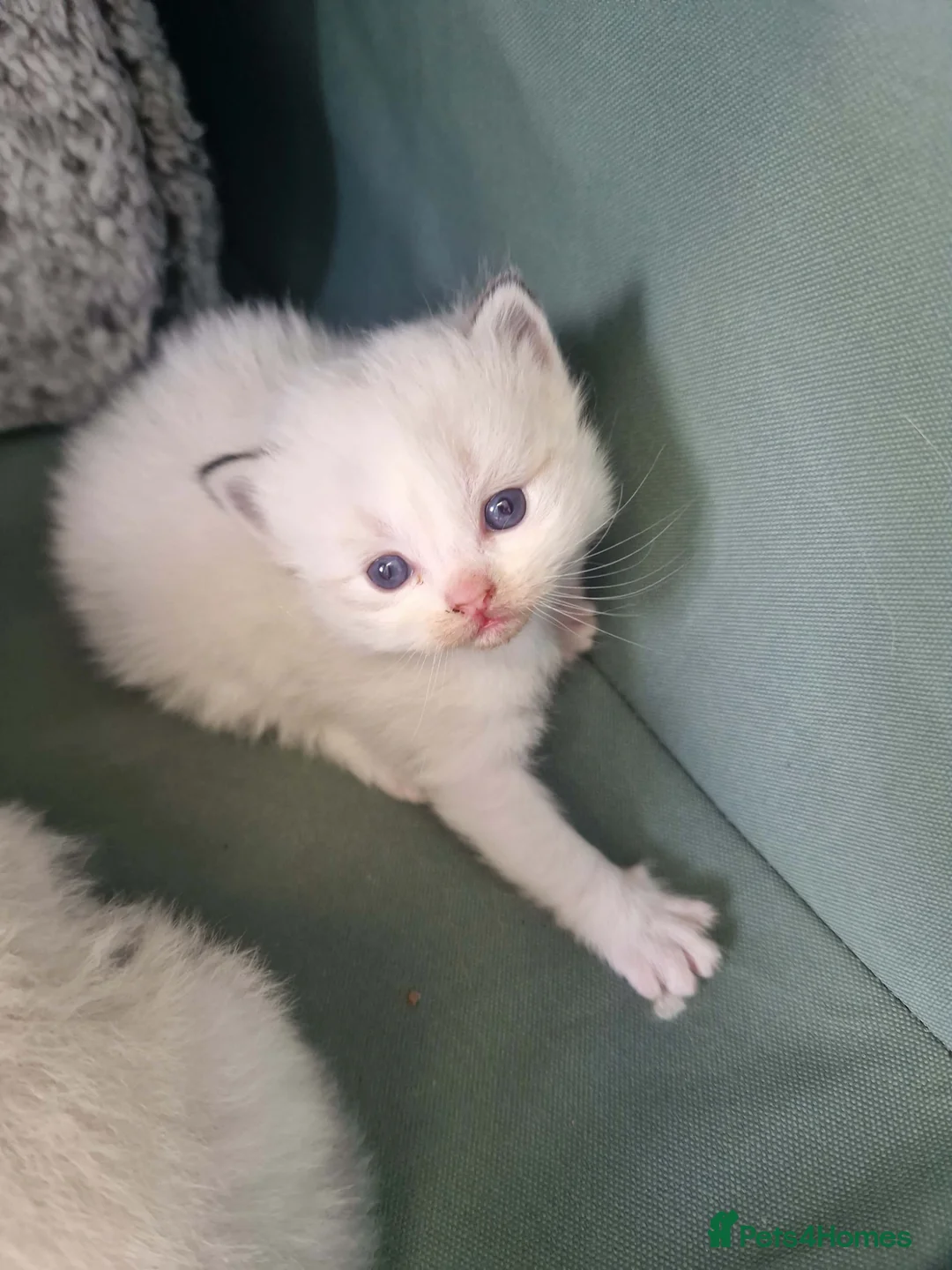 Ragdoll cats for sale: Rag doll fully registered kittens  in Carrickfergus - Advert 2