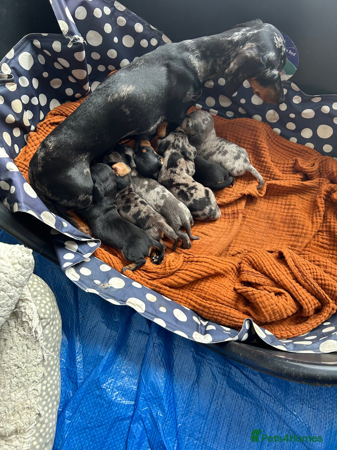 Miniature Dachshund dogs for sale: Six beautiful miniature Dachshunds - Image 6