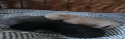 Mixed Breed cats for sale: Kittens - Advert 7