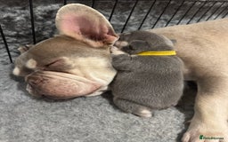 French Bulldog dogs for sale: Blue/fawn french bulldog boys with blue eyes 🐾💙 - Image 7