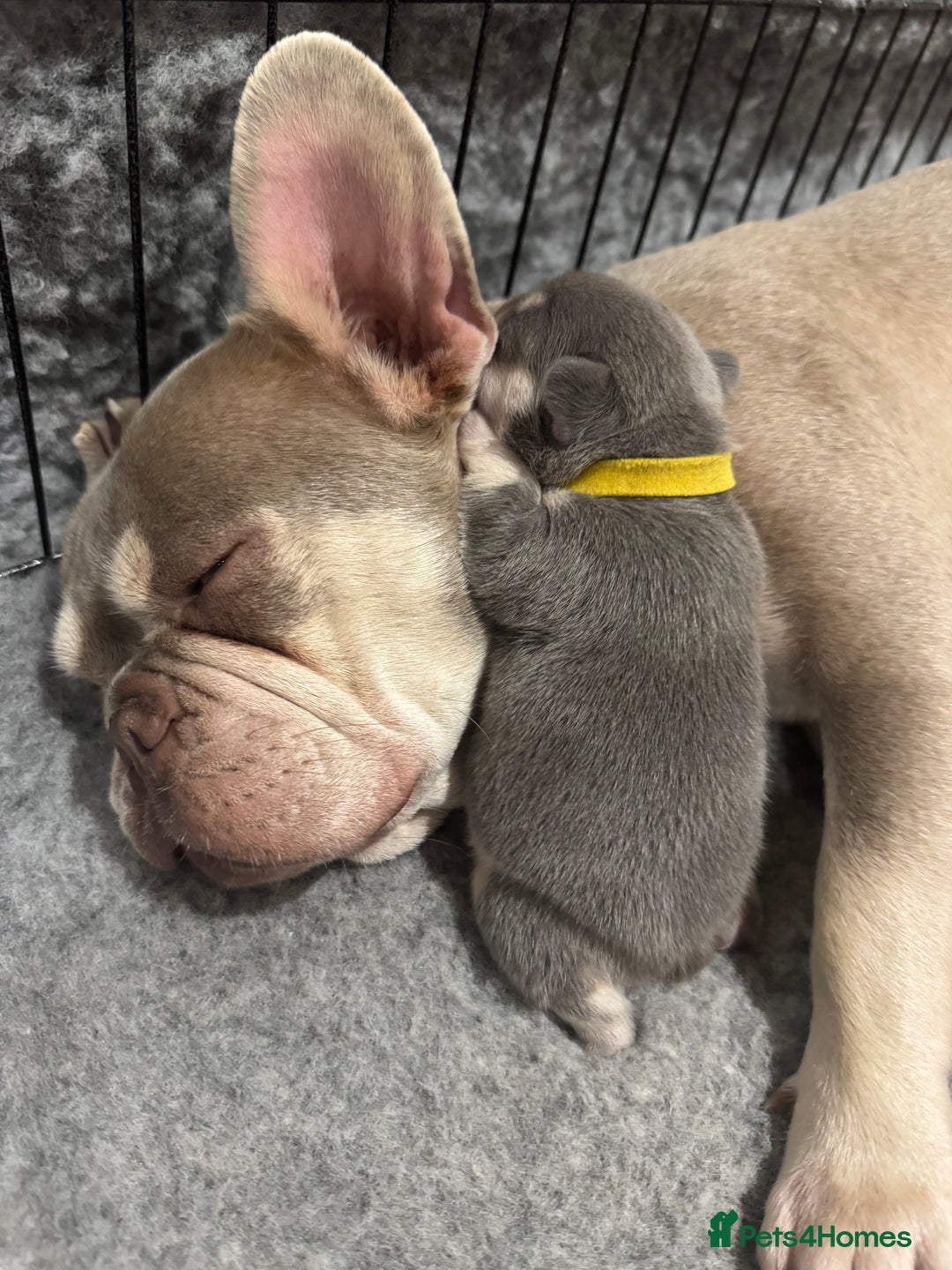 French Bulldog dogs for sale: Blue/fawn french bulldog boys with blue eyes 🐾💙 - Image 7