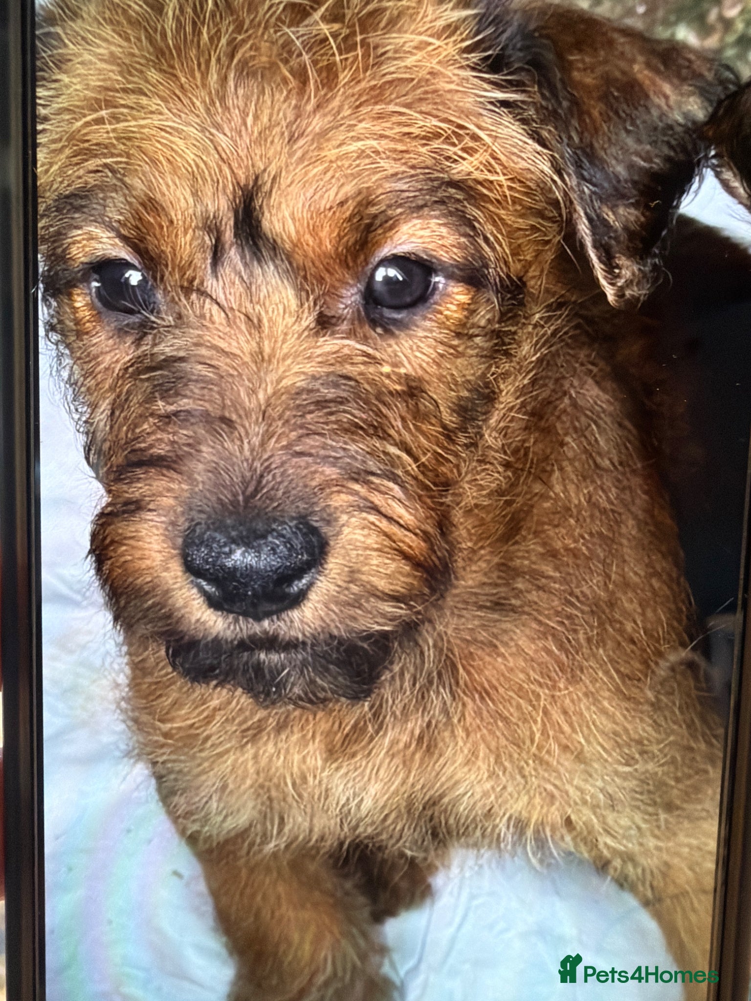 Irish Terrier dogs Irish Terrier - 9 week old  - Advert 1