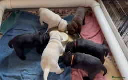 Labrador Retriever dogs for sale: Unique Labrador Retriever Puppies - Image 5
