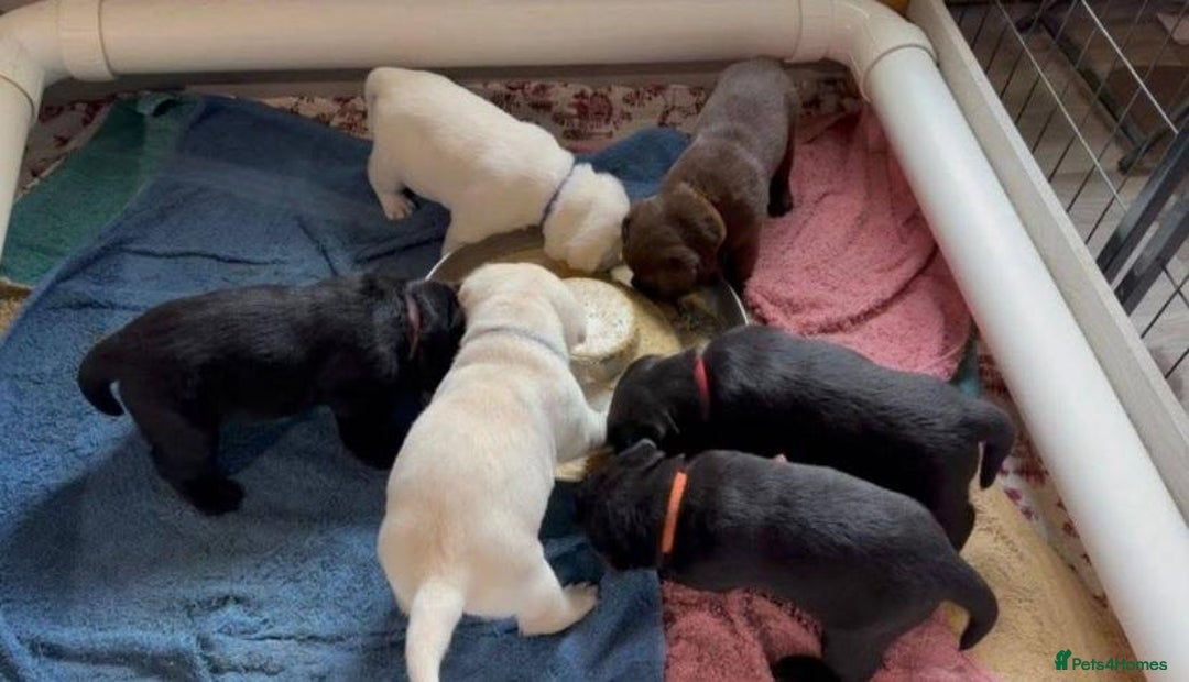 Labrador Retriever dogs for sale: Unique Labrador Retriever Puppies - Image 5