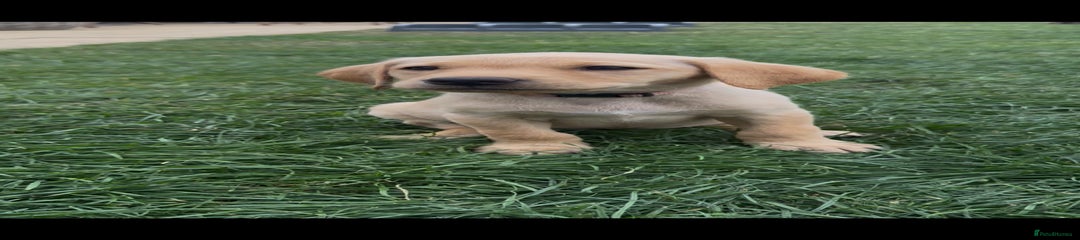 Labrador Retriever Puppy 5