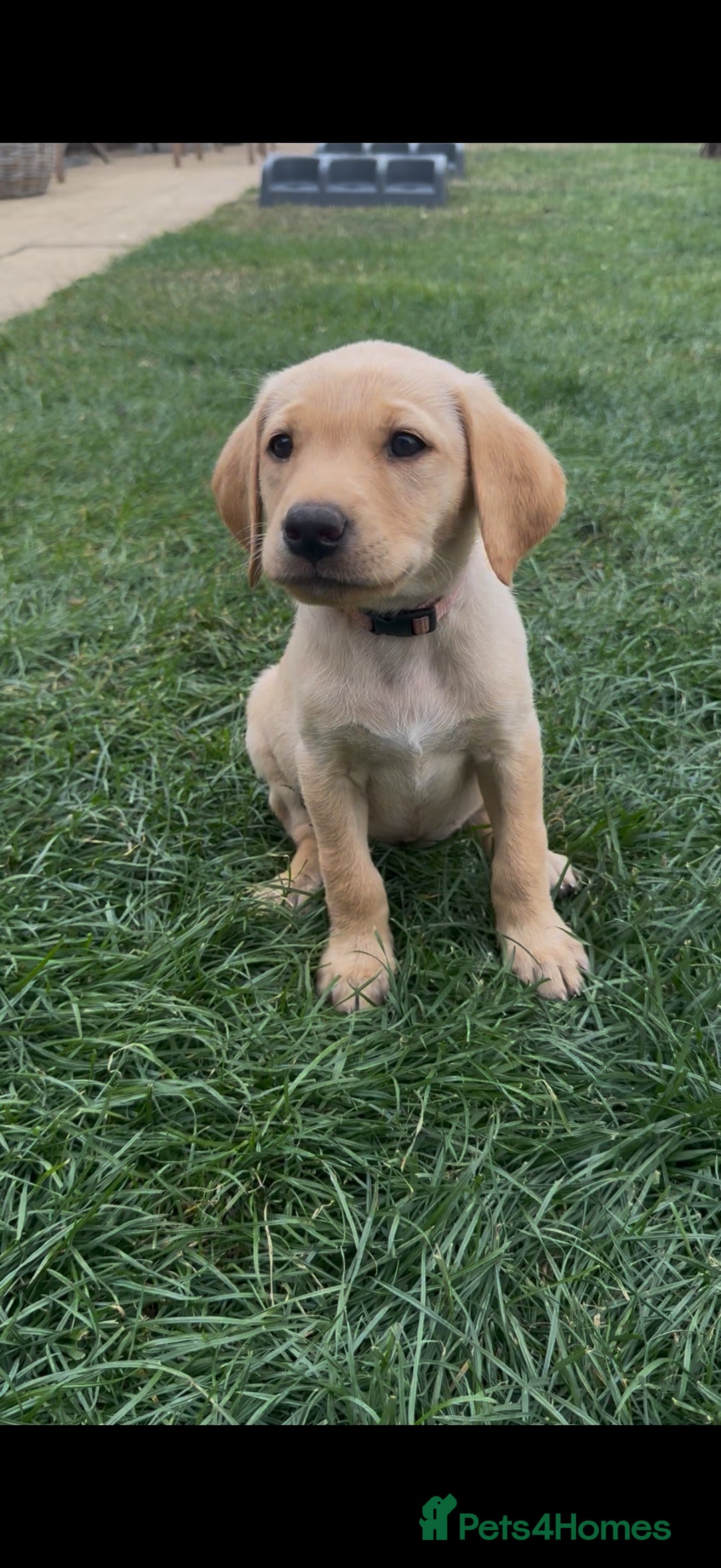 Labrador Retriever dogs for sale: 11 Exceptional Labrador Puppies - Image 7