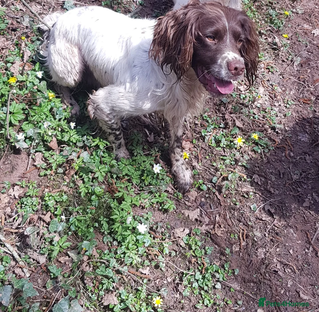 English Springer Spaniel dogs for stud: OFTAW & FTW SPRINGER SPANIEL DNA CLEAR in Newport - Advert 2
