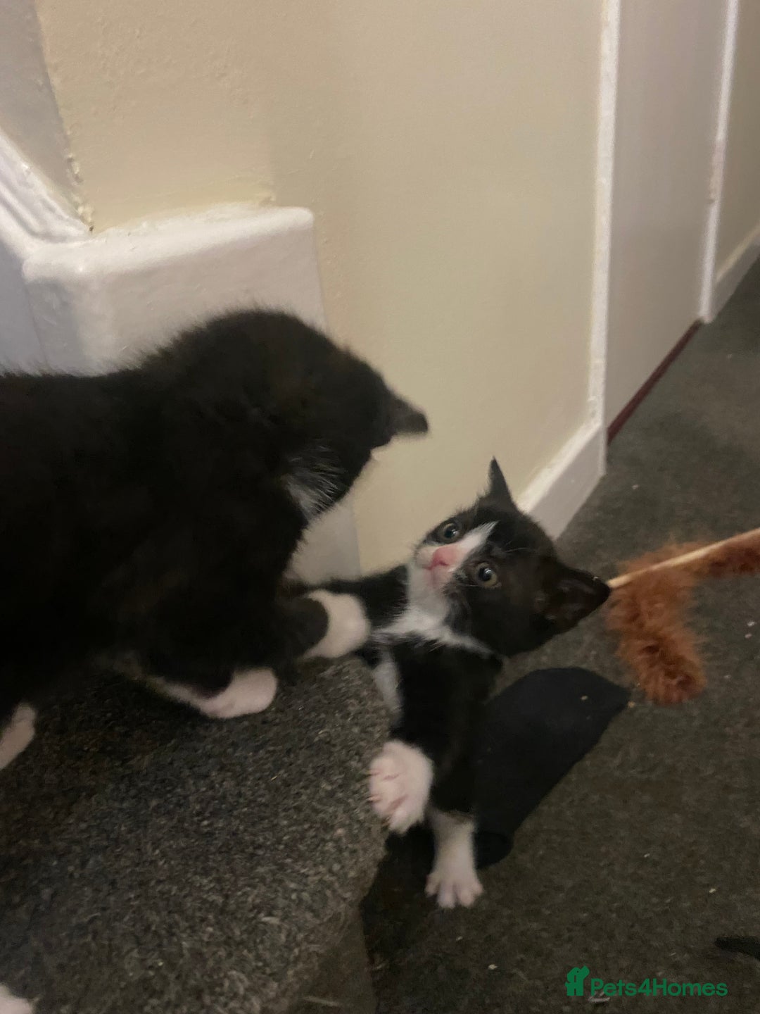 Mixed Breed cats for sale: Beautiful playful kittens  - Image 8