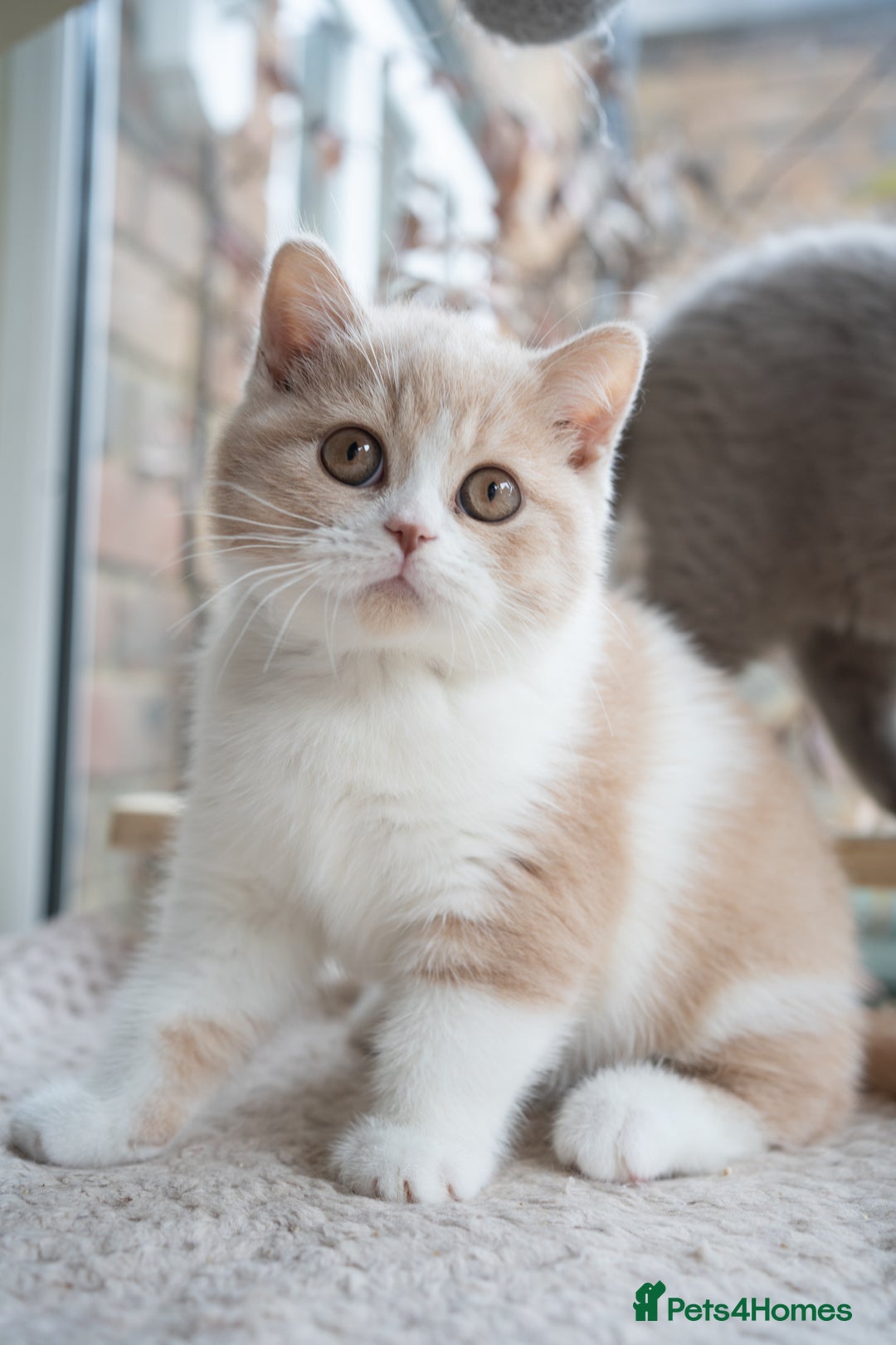 British Shorthair cats for sale: Two lovely boys left  - Advert 5