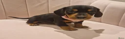 Miniature Dachshund dogs for sale: Stunning little daxie pups 😍 - Advert 5