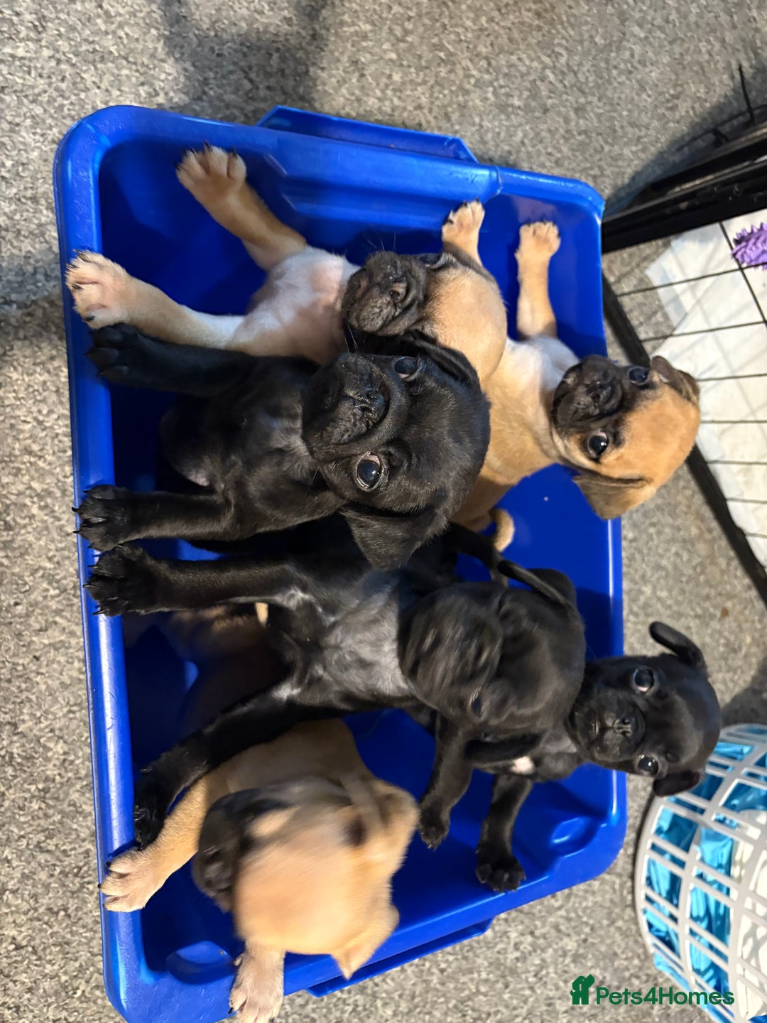 Pug dogs for sale: Last remaining male pug puppy!! Ready to leave now - Image 3
